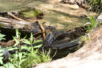 DSC_3179 (Large).JPG